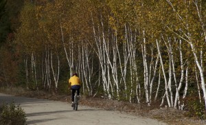 bike-and-birches-copy